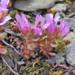 Foto Kelch Saxifraga xkochii
