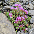 Habitusfoto Saxifraga xkochii