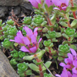 Blätterfoto Saxifraga xkochii