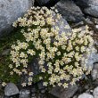 Habitusfoto Saxifraga bryoides