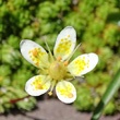 Portraitfoto Saxifraga bryoides