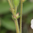 Stängel-/Stammfoto Saxifraga bulbifera