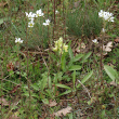 Habitusfoto Saxifraga bulbifera