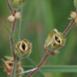 Fruchtfoto Saxifraga bulbifera