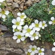 Portraitfoto Saxifraga caesia