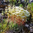 Habitusfoto Saxifraga caesia