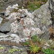 Portraitfoto Saxifraga cotyledon