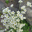 Portraitfoto Saxifraga crustata