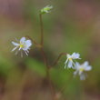 Blütenfoto Saxifraga cuneifolia