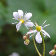 Portraitfoto Saxifraga cuneifolia