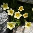 Foto von Besonderheit Saxifraga exarata