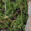 Stängel-/Stammfoto Saxifraga exarata