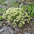 Habitusfoto Saxifraga exarata