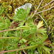 Blätterfoto Saxifraga exarata
