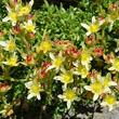 Portraitfoto Saxifraga exarata subsp. moschata