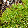 Blätterfoto Saxifraga exarata subsp. moschata