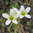 Blütenfoto Saxifraga granulata