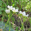 Foto Kelch Saxifraga granulata