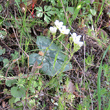 Habitusfoto Saxifraga granulata