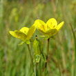 Blütenfoto Saxifraga hirculus