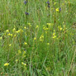 Habitusfoto Saxifraga hirculus