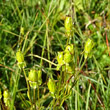 Fruchtfoto Saxifraga hirculus