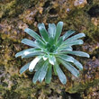 Blätterfoto Saxifraga mutata