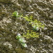 Habitusfoto Saxifraga mutata