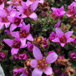 Portraitfoto Saxifraga oppositifolia