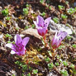 Blütenfoto Saxifraga oppositifolia