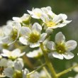 Blütenfoto Saxifraga paniculata