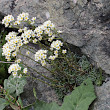 Habitusfoto Saxifraga paniculata