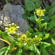 Blütenfoto Saxifraga seguieri