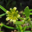 Portraitfoto Saxifraga seguieri