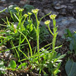 Habitusfoto Saxifraga seguieri