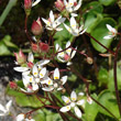 Blütenfoto Saxifraga stellaris
