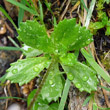 Blätterfoto Saxifraga stellaris