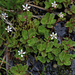 Habitusfoto Saxifraga stellaris