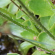 Stängel-/Stammfoto Saxifraga stellaris