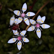 Portraitfoto Saxifraga stellaris