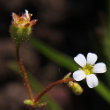 Portraitfoto Saxifraga tridactylites