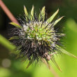 Foto Kelch Scabiosa columbaria