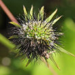 Blütenfoto Scabiosa columbaria