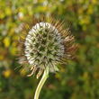 Fruchtfoto Scabiosa columbaria