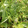 Blätterfoto Scabiosa columbaria