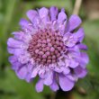 Portraitfoto Scabiosa lucida