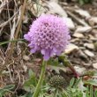 Blütenfoto Scabiosa lucida