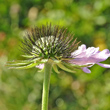 Foto Kelch Scabiosa lucida