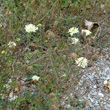 Habitusfoto Scabiosa ochroleuca