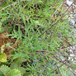 Blätterfoto Scabiosa ochroleuca